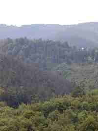 La forêt autour d'Engenthal